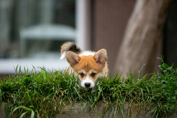pembroke corgi puppies
