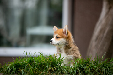 pembroke corgi puppies