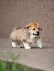 pembroke corgi puppies