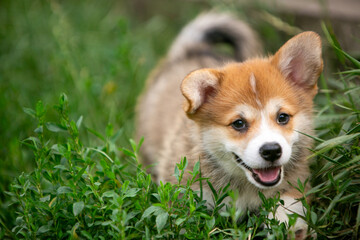 pembroke corgi puppies