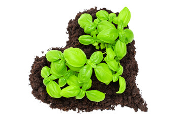 Heart-Shaped Basil Plant Growing in Soil