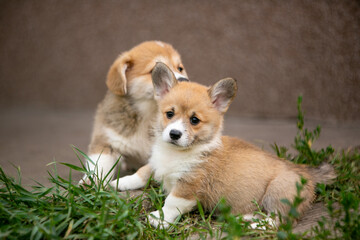 pembroke corgi puppies