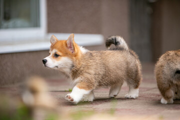 pembroke corgi puppies
