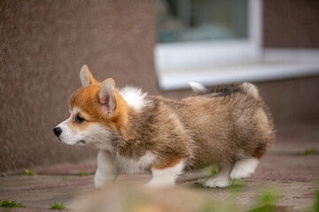 Corgi puppies