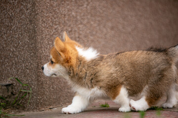Corgi puppies