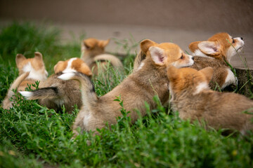Corgi puppies