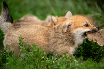 Corgi puppies