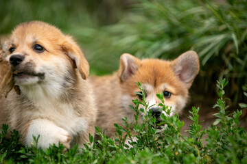 Corgi puppies