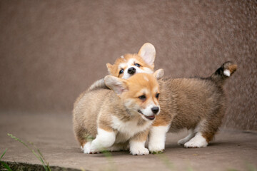 Corgi puppies