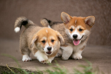 Corgi puppies