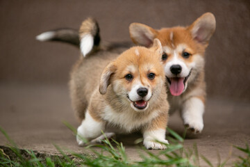 Corgi puppies