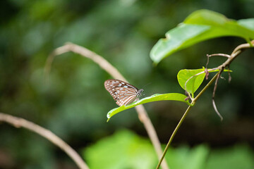 Butterfly on Leaf