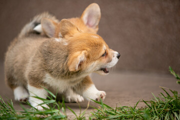 Obraz premium beautiful corgi puppy