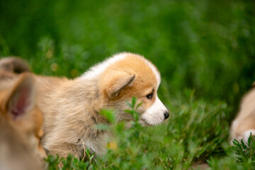 beautiful corgi puppy