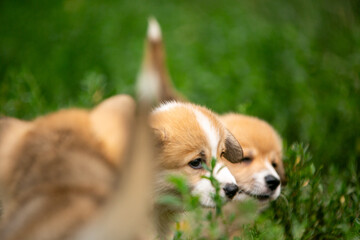 Obraz premium beautiful corgi puppy