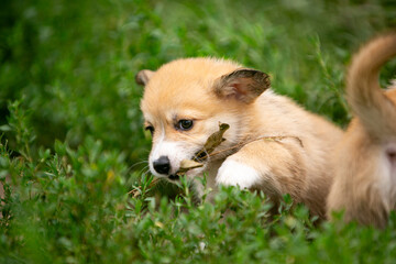 beautiful corgi puppy