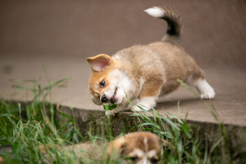 beautiful corgi puppy