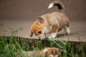 beautiful corgi puppy