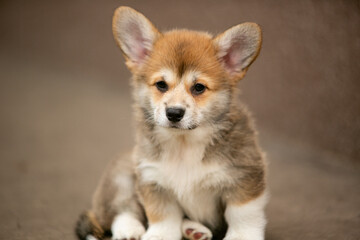 beautiful corgi puppy