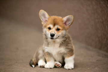 Obraz premium beautiful corgi puppy