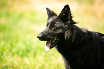 black german shepherd portrait