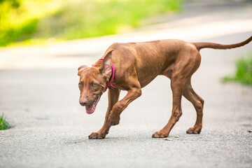 Ridgeback puppies in the park