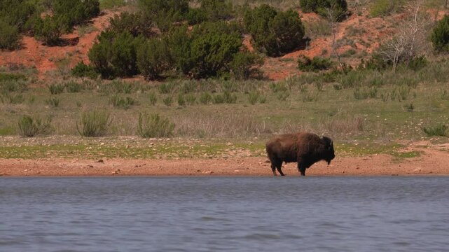 American Bison Buffalo in Cap Rock Canyon State Park Texas Drinks Water From River Alone Wide View Day Heat Haze Windy