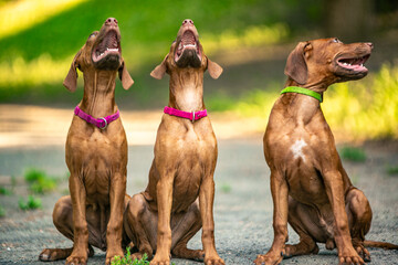 Ridgeback puppies in the park