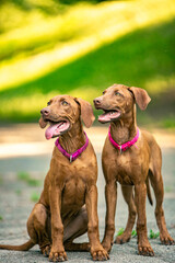 Ridgeback puppies in the park