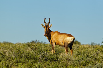 Red hartebeest on green hillside in Karoo in the Karoo National Park, Western Cape, South Africa