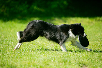 Naklejka premium dogs playing frisbee on a green field