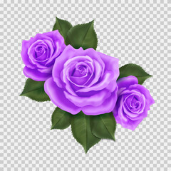 The bouquet of three purple roses. Vector decor on a transparent background for holiday cards and different design. 