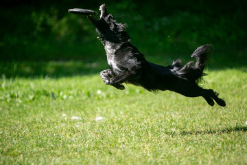 dogs playing frisbee on a green field