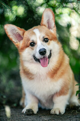 Red corgi on a green background