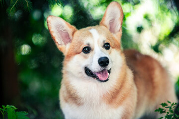 Red corgi on a green background