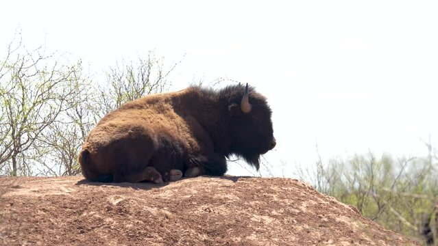 Bison American Buffalo Resting on Hill. Wildlife Documentary Close up. Texas State Park Landscape. Atmosphere Haze
