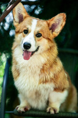 Red corgi on a green background