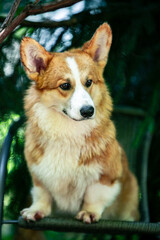 Red corgi on a green background