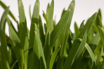 Young lush green grass on white, black and brown background. Studio photo. Wheat sprouts. Animal feed