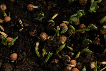 Pea germination in the case. Young shoots