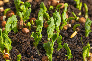 Pea germination in the case. Young shoots