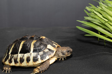 Greek turtle or Mediterranean turtle on a black background. Young turtle, 2 years old, eating grass