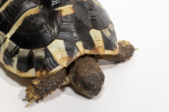 Greek turtle or Mediterranean turtle on a white background. Young turtle, 2 years old. 