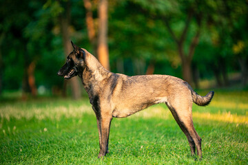 Two shepherd dogs sitting on the grass