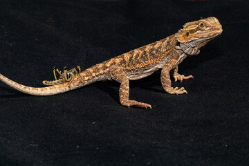 Fototapeta premium Australian 