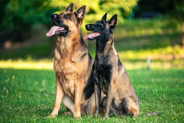 Two shepherd dogs sitting on the grass