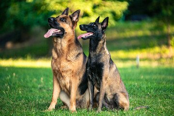 Two shepherd dogs sitting on the grass