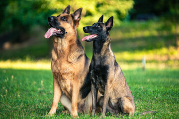 Two shepherd dogs sitting on the grass