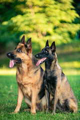 Two shepherd dogs sitting on the grass