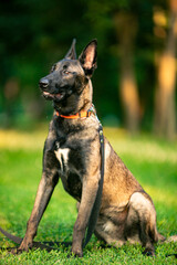 Obraz premium belgian shepherd dog malinois in park